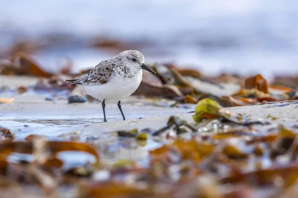 Păsări Mare Furajare Alge Plaja Stâncoasă Din Helgoland Germania — Fotografie de stoc gratuită