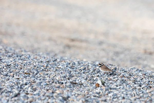 Pequeño Pájaro Encaramado Playa Rocosa Helgoland Alemania — Foto de stock gratis
