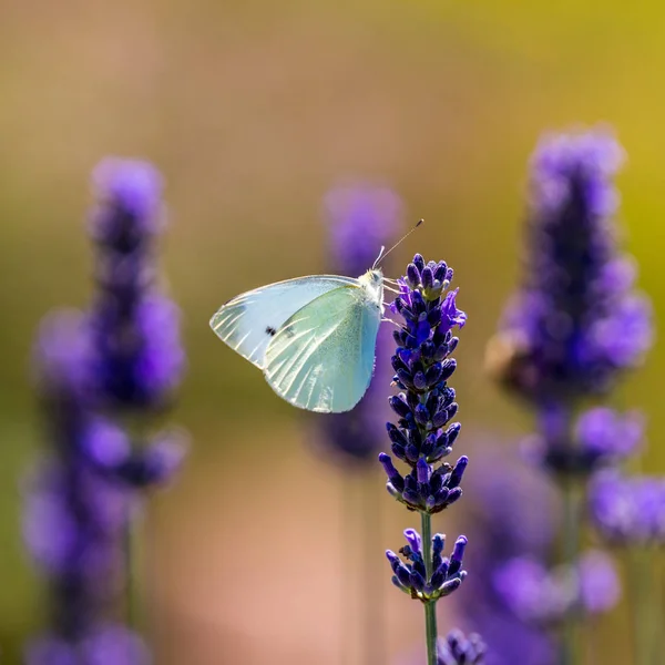 Lavender flowers and butterfly in garden, close-up.