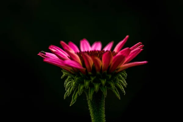 Bela Flor Rosa Fundo Escuro — Fotos gratuitas
