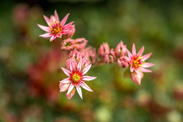 Prato Fiori Rosa Erba Verde Fuoco Selettivo — Foto stock gratuita