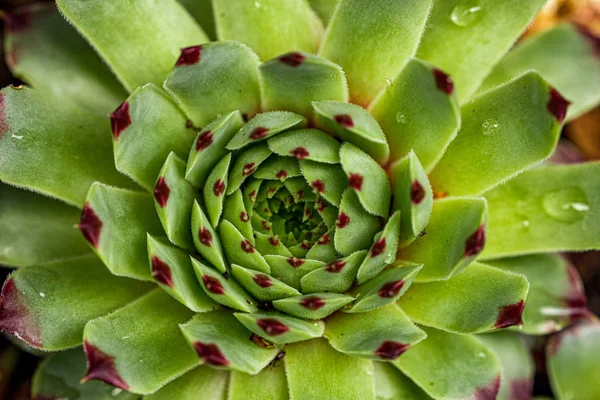 Grüne Sukkulente Mit Wassertropfen Nahaufnahme — kostenloses Stockfoto