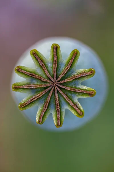 Închiderea Capului Semințe Mac Natură Focalizare Superficială — Fotografie de stoc gratuită