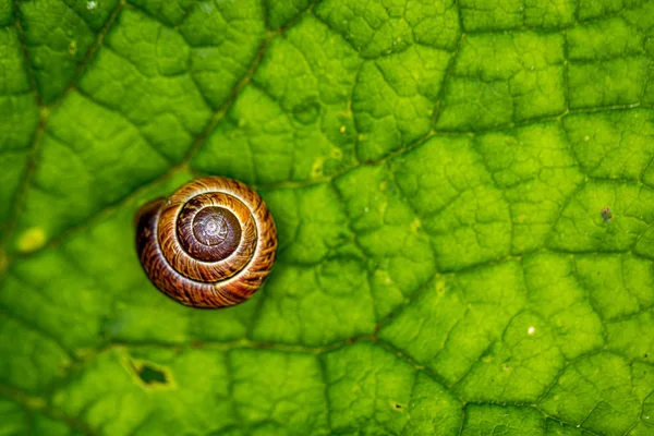 Mały Brązowy Ślimak Skorupa Zielony Liść — Darmowe zdjęcie stockowe