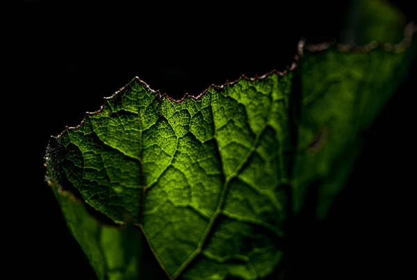 Feuille Verte Sauvage Sur Fond Noir — Photo gratuite