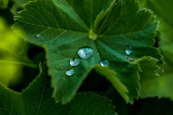 Daggdroppar Gröna Löv Närbild — Gratis stockfoto