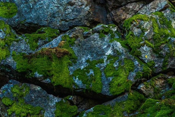Gros Plan Sur Texture Naturelle Des Pierres Recouvertes Mousse Dans — Photo gratuite