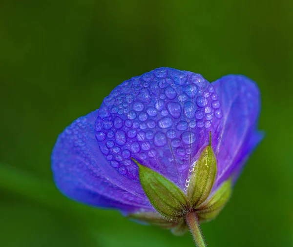 Bellissimo Fiore Blu Con Rugiada Mattutina Sfondo Verde — Foto stock gratuita