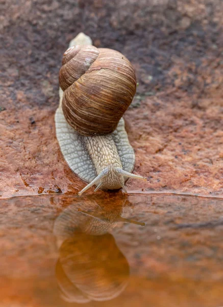岩石上花园蜗牛饮水的特写 — 免费的图库照片