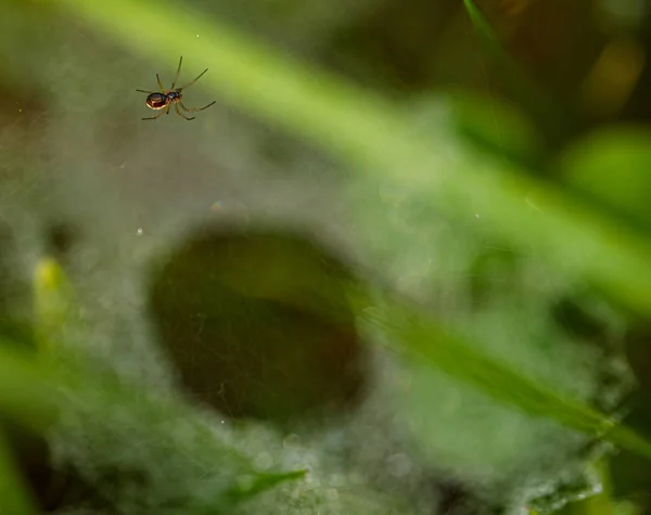 Malý Pavouk Plazící Pavučině Zelené Trávě — Stock fotografie zdarma