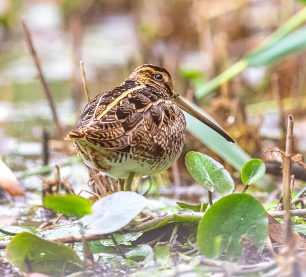 Close Pássaro Snipe Comum Pântano — Fotos gratuitas