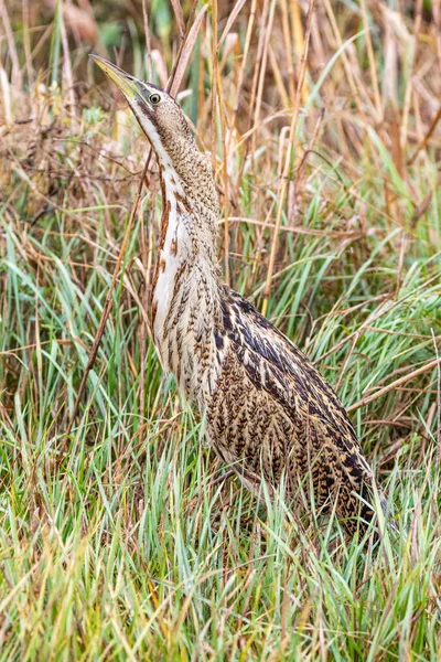 Great Bittern Bird Peering Grass Close — Free Stock Photo