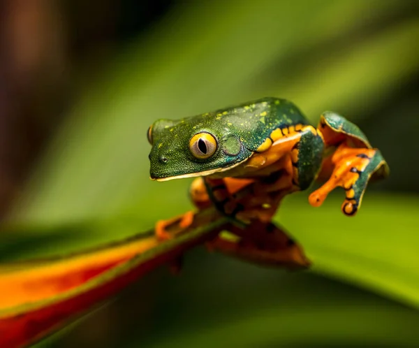 Liten Groda Tropiska Löv Makro Paz Nature Park Costa Rica — Gratis stockfoto
