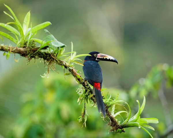 Gros Plan Oiseau Arassari Perché Sur Arbre Costa Rica — Photo gratuite