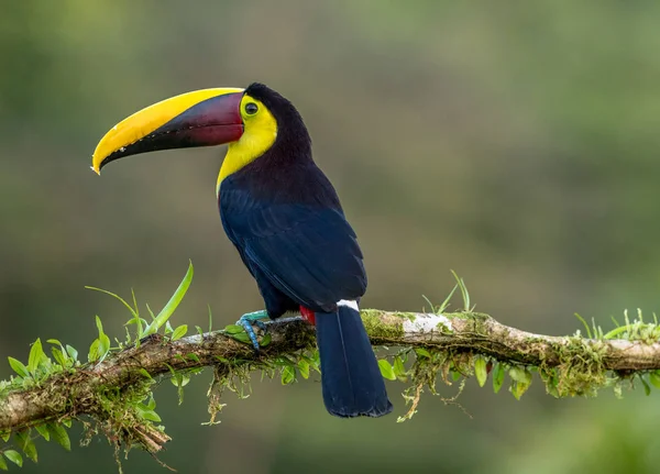 Frumoasă Pasăre Toucan Factură Galbenă Așezată Copac Costa Rica — Fotografie de stoc gratuită