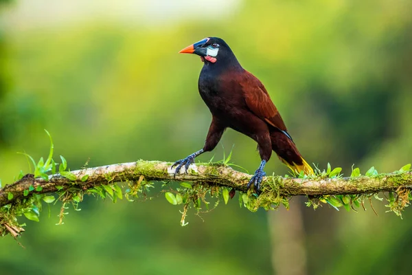 Psarocolius Montezuma Trópusi Madár Ágon Costa Rica — ingyenes stock fotók