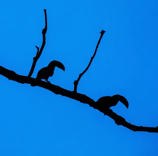 Silhueta Dois Pássaros Tucano Quilha Faturados Empoleirados Árvore Noite Contra Fotos De Bancos De Imagens