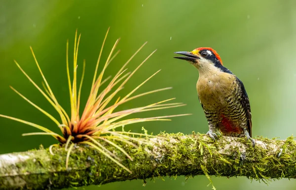 Black Cheeked Woodpecker Perched Tree Branch Costa Rica Stock Photo