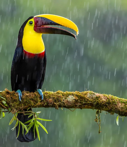 Uccello Tucano Dalle Mandibole Castagno Seduto Ramo Albero Sotto Pioggia Immagine Stock