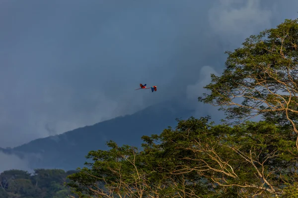 Duas Araras Voando Sobre Árvores Montanhas Costa Rica Imagens De Bancos De Imagens Sem Royalties