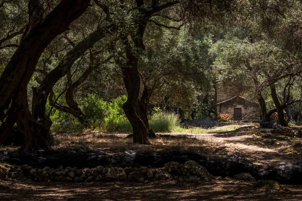 Trees Forest River Little Woodland Shed Distance Stock Image