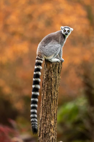 Lemur Madeira Jardim Zoológico Outonal Imagens De Bancos De Imagens