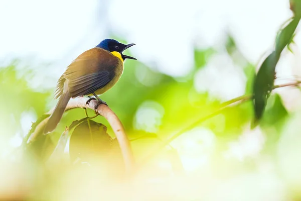 Blue Crowned Laughingthrush Sitting Perch Singing Royalty Free Stock Images