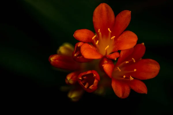 Beautiful Orange Flower Blooming Greenhouse Royalty Free Stock Images