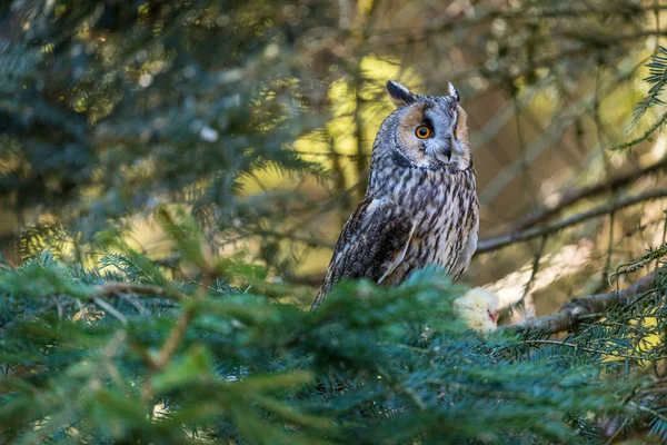 Coruja Floresta Sentado Pinheiros Parque Imagens De Bancos De Imagens