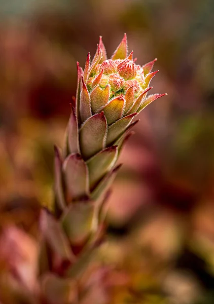 Bela Flor Colorida Floresta Close Imagens De Bancos De Imagens