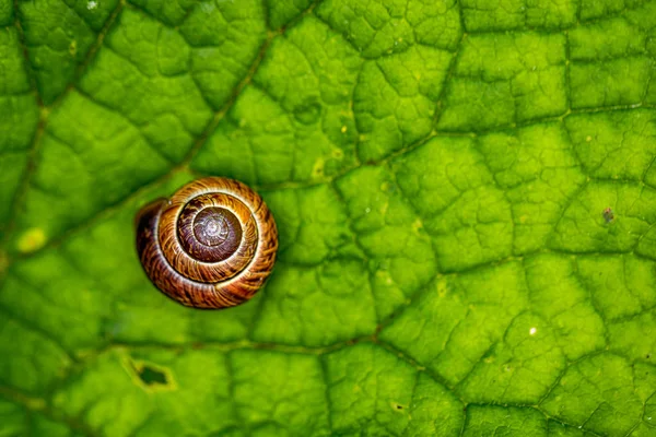 Pequena Concha Caracol Marrom Folha Verde Imagens De Bancos De Imagens Sem Royalties