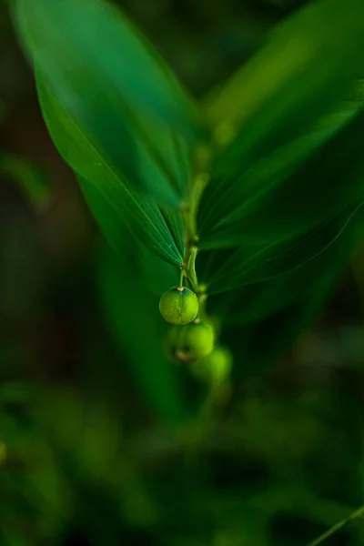 Close Bagas Verdes Folhas Natureza Fotos De Bancos De Imagens