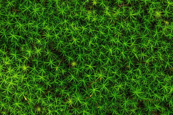 Floral Texture Grass Form Stars Stock Image