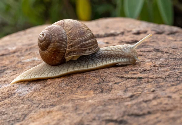 Gros Plan Sur Escargot Jardin Rampant Sur Rocher Image En Vente