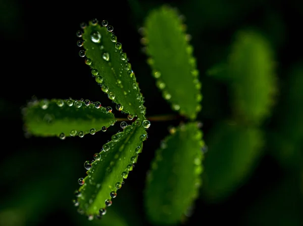 Green Leaves Dew Drops Black Background Royalty Free Stock Photos