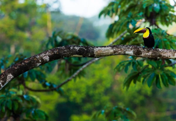 Pássaro Tucano Amarelo Faturado Bonito Filial Árvore Costa Rica Fotos De Bancos De Imagens