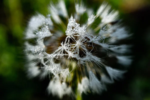 Macro Photo Blow Ball Morning — Stock Photo, Image