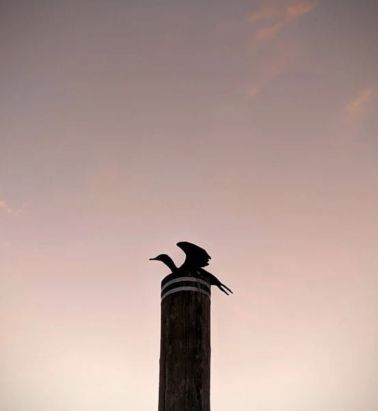 Bird Silhouette on a post at sunrise — Stock fotografie