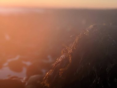 Deniz yosunu Low Tide 'da bir kayaya tutunuyor.