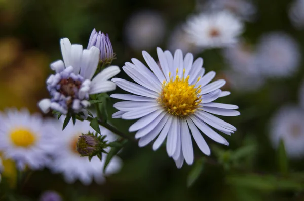 Primo piano di una margherita petalo bianco con centro giallo — Foto Stock