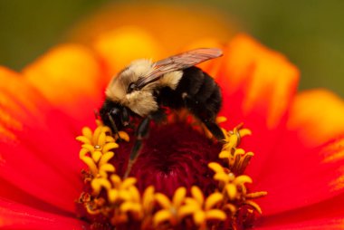 Kırmızı ve Sarı Zinnia 'da Yaban Arısı