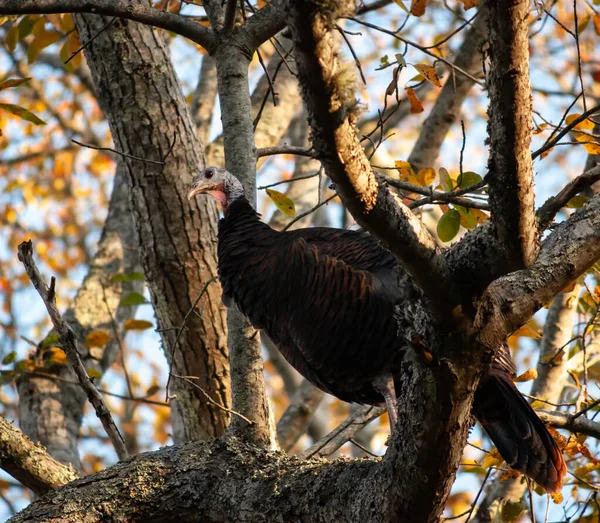 Un pavo se sienta en un árbol al amanecer — Foto de Stock