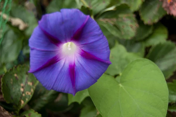 Purple Morning Glory Blumen auf dem Boden — Stockfoto