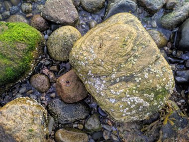 Gündoğumunda kaya üzerinde midyelerle büyüyen yosun.