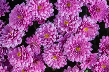 Parlak Mor Kasımpatı Doldurma Çerçevesinde