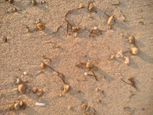 Les algues sèches dispersées dans le sable au lever du soleil — Photo