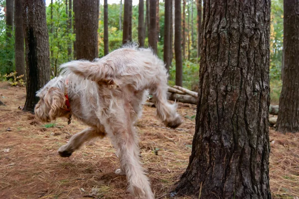 An Italian Spinone Dog Pees on a Tree