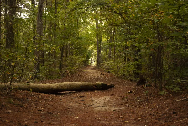 Woodland Path with a Fallen Log and Lined with Trees