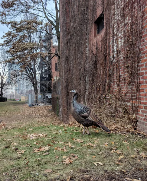 A City Turkey near a Brick and Wall with Vines — Stock fotografie