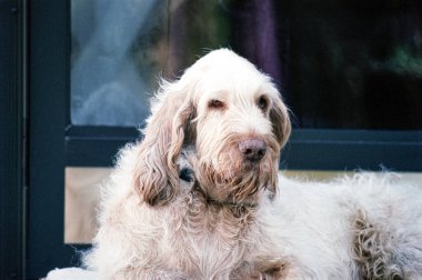 Bir İtalyan Spinone Köpeği Düşünceli İzler